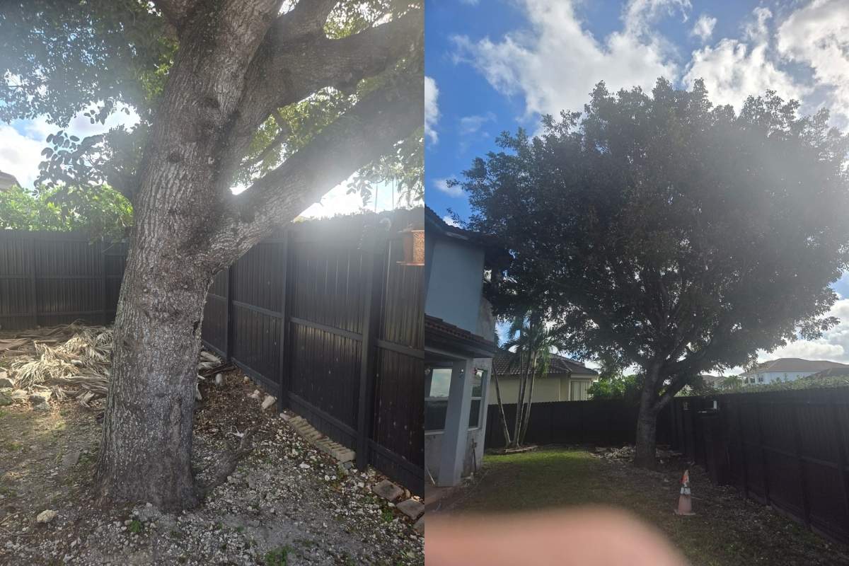 Oak tree before and after crown reduction