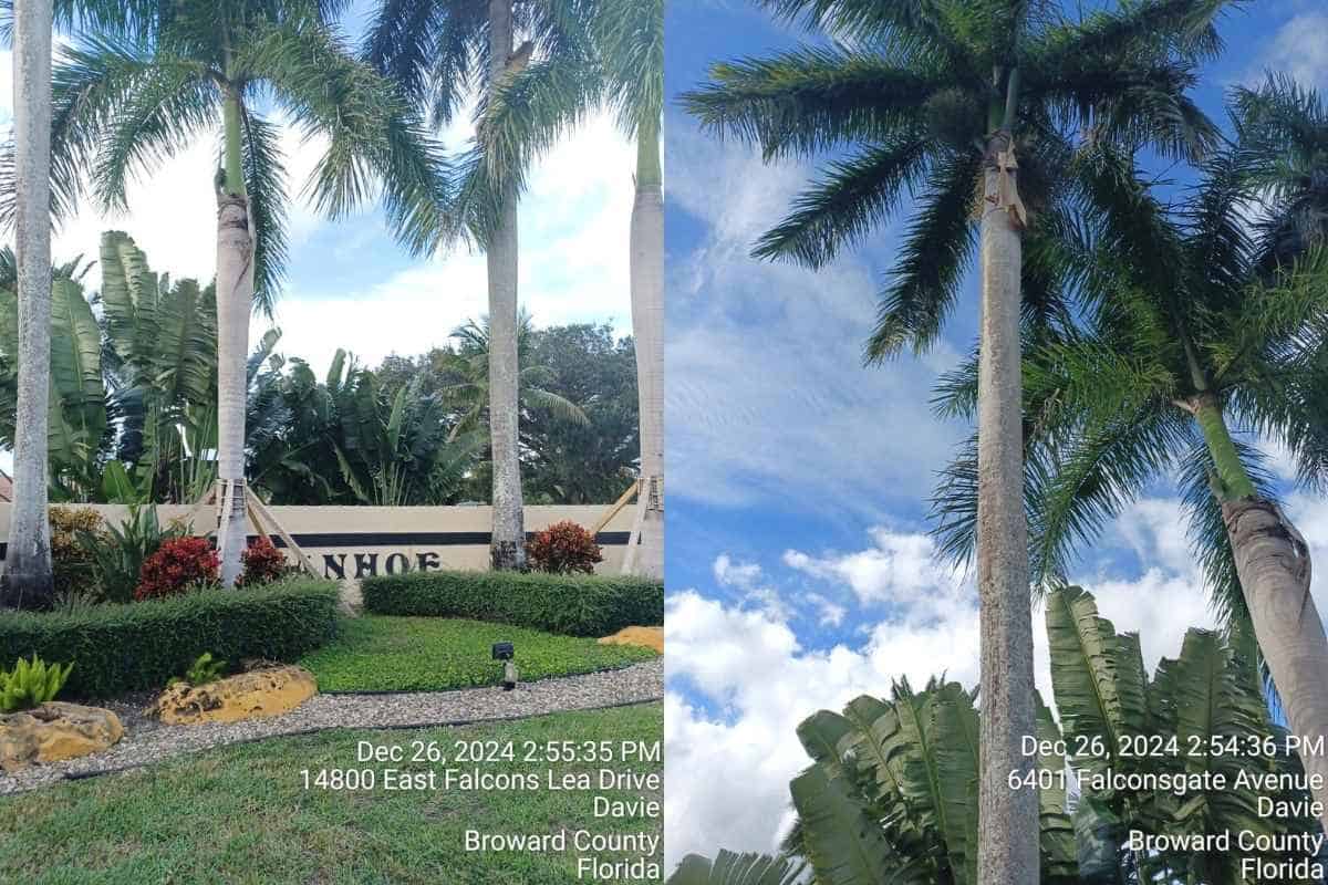 Palm tree trimming in South Florida