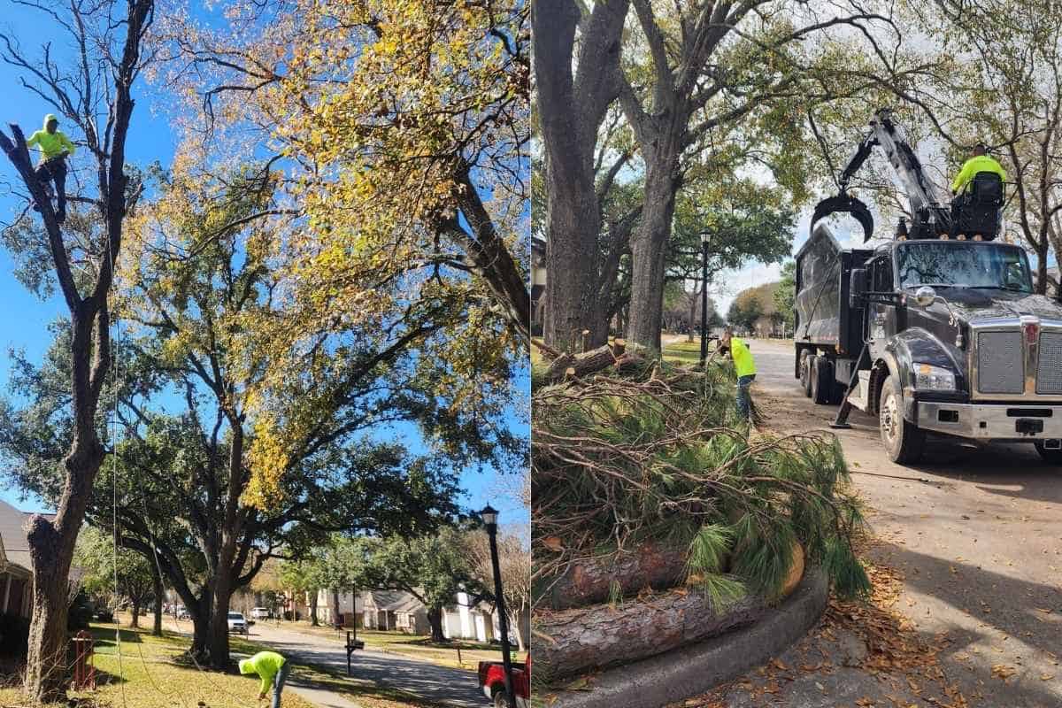 Storm-damaged tree cleanup after a Florida storm