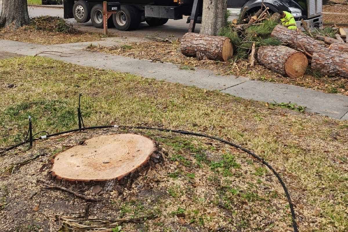 Stump grinding and removal service