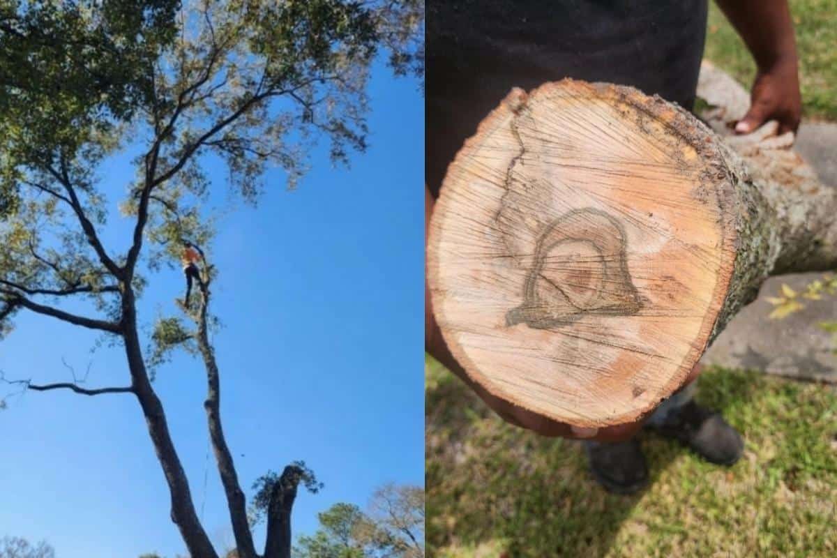 Canopy thinning and pruning of a mature tree