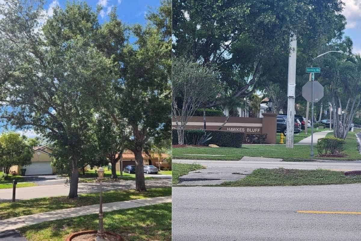 Crew removing a large oak tree in Davie, FL