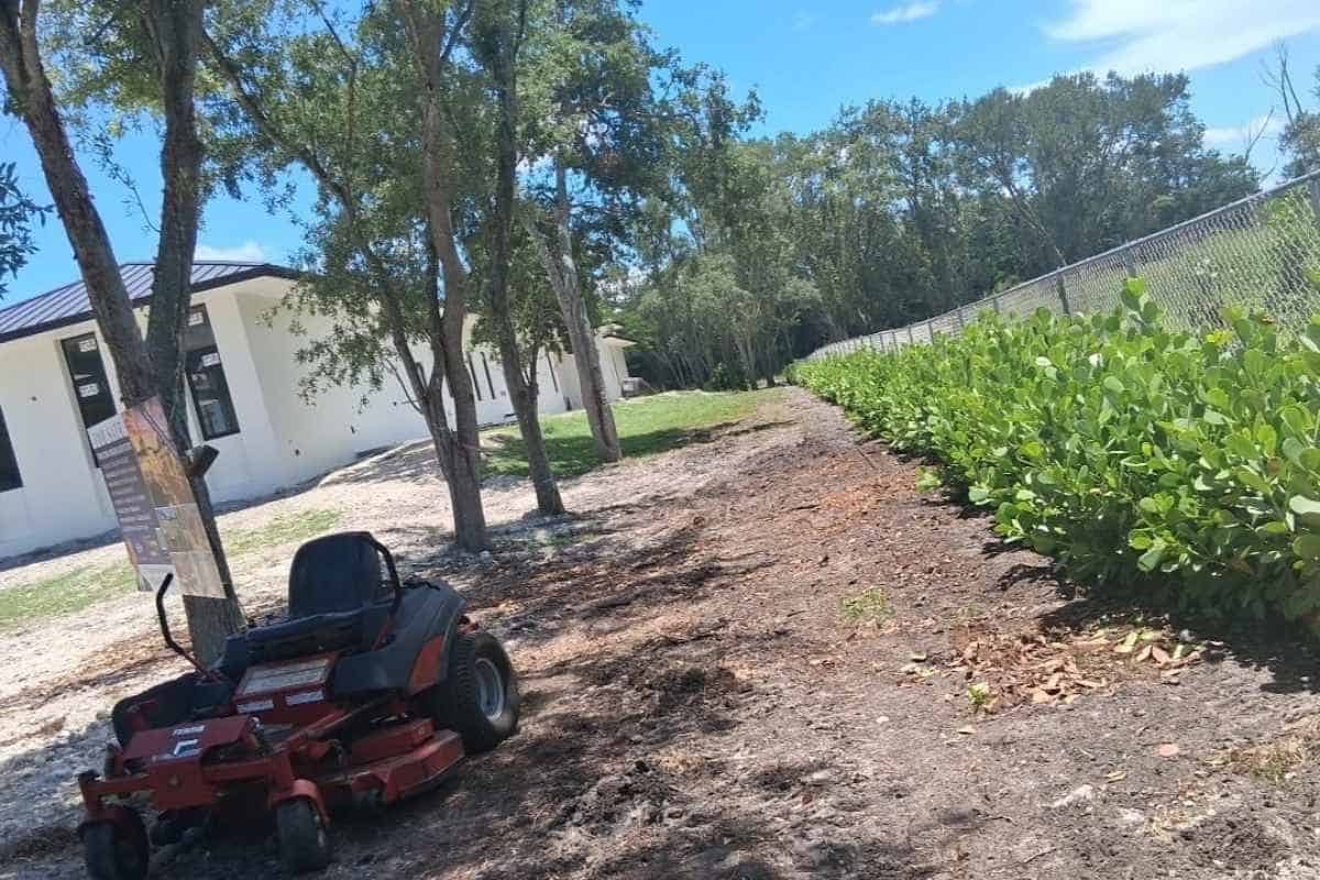 Arborist trimming tree branches in Davie, Florida